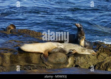 Young and mature sea lions resting together in the sunlight. Stock Photo