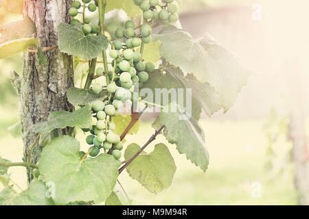 Sunny bunch of grape clusters growing up a post in a rural backyard vineyard. Extreme shallow depth of field with selective focus on grapes. Stock Photo