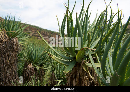 Aloe Arborescens KRANTZ ALOE Aloaceae plants along the banks of the Crocodile River in Gauteng Province, Transvaal, Johannesburg, South Africa Stock Photo