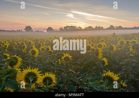 Mist floating across 11 acres of sunflowers in a field at dawn, the heads are facing east waiting for the sun to rise above the trees for the start of Stock Photo