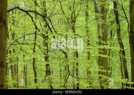 Fresh lime green leaves on the branches of a dense Beech woodland, wet with rain water after a brief Spring shower. Stock Photo