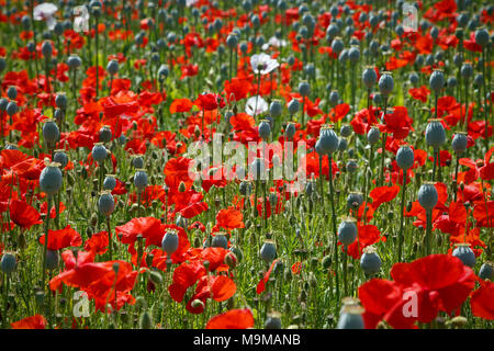 A mixed field of poppies, the Opium poppy crop has mostly lost it's petals leaving the large seed pods ready for harvesting whilst the reds are in ful Stock Photo