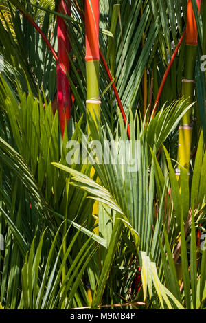 lipstick palm tree - tropical background, red sealing wax palm tree Stock Photo