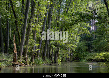 Green swampy alder Alnus glutinosa forest near Płociczna river in Drawieński Park Narodowy, Poland. Stock Photo