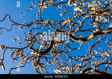 Looking up through branches of Twisted Hazel (Corkscrew Hazel, Corylus avellana 'Contorta' ). Early Spring in an English garden, Shropshire, UK Stock Photo
