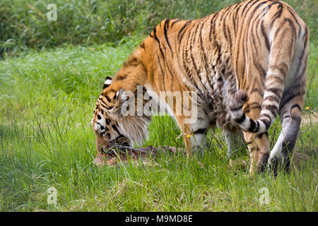 Endangered Amur tiger species as found in Russia, China and Korea Stock Photo