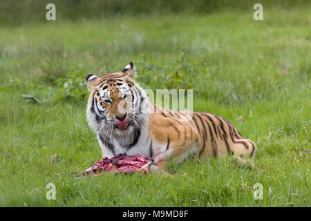 Endangered Amur tiger species as found in Russia, China and Korea Stock Photo