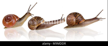 Three snails on a row on a white background Stock Photo