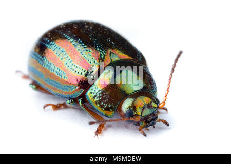 Extreme macro of a beautiful iridescent bug insect Stock Photo