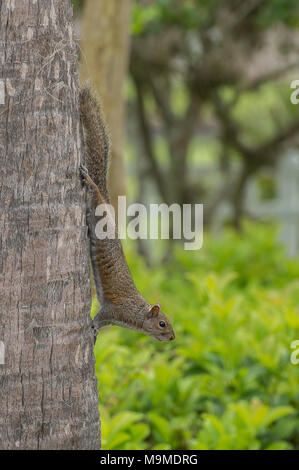 Texan Fox Squirrel Stock Photo