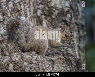 Texan Fox Squirrel Stock Photo