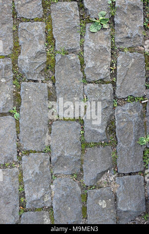 Stone paving setts in rows used for a path in a park with some weeds and grass growing out of the cracks Stock Photo