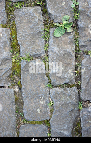Stone paving setts in rows used for a path in a park with some weeds ...