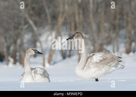 Immature trumpeter swans (Cygnus buccinator) resting on the frozen St. Croix river, WI, USA, February, by Domninqie Braud/Dembinsky Photo Assoc