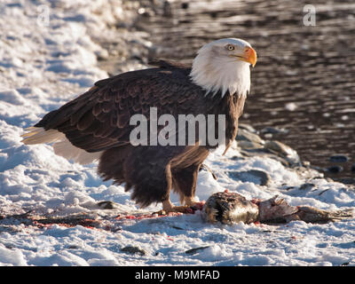 Mature Bald Eagle feeding on a salmon on the bank of the Chilkat River near Haines, Alaska in winter. Stock Photo