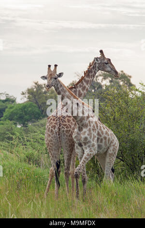 Giraffe (Giraffa camelopardis). Two males. Red-billed Oxpeckers (Buphagus erythorhynchus), clambering over heads and necks on parasite extermination d