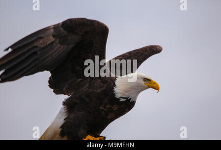 Bald Eagle Spreads Wings and Takes Flight Stock Photo