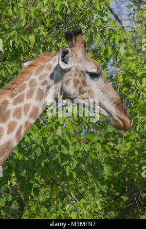 Giraffe (Giraffa camelopardalis). Stock Photo