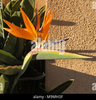 beautiful orange flowers of stelitzia Reginae also know as the crane flower or bird of paradise shown growing in a sunny walled courtyard Stock Photo