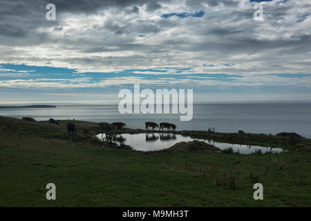 Cattle under a big sky, The Catlins, Southland, New Zealand