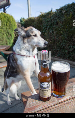 Border Collie Blue Merle family pet dog concentrating on a bottle of Bottom Sniffer beer for dogs