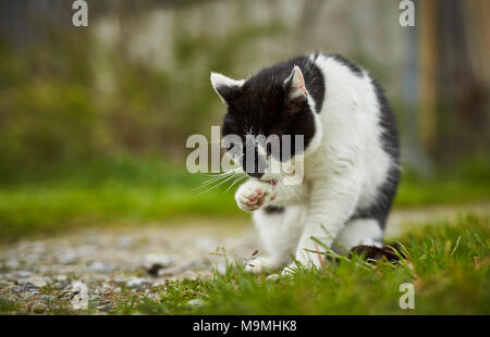 Domestic cat. Black-and-white adult on a farm, grooming itself. Germany. Stock Photo