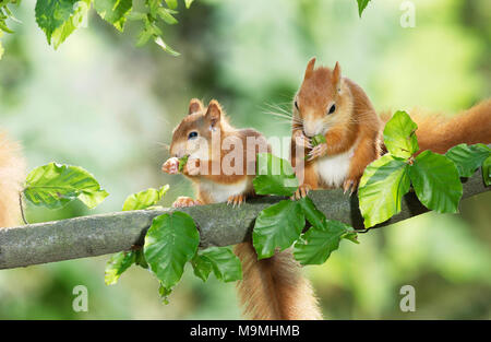 European Red Squirrel (Sciurus vulgaris). Two young eating Hornbeam seeds. Germany Stock Photo
