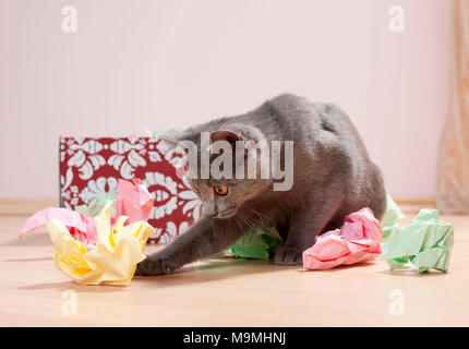 Chartreux cat. Kitten playing with a box filled with paper, fine toy for cats. Germany Stock Photo