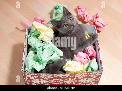 Chartreux cat. Kitten playing in a box filled with paper, fine toy for cats. Germany Stock Photo