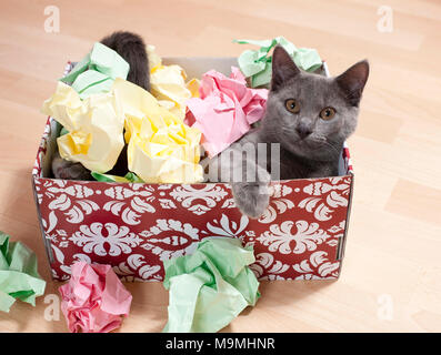 Chartreux cat. Kitten playing in a box filled with paper, fine toy for cats. Germany Stock Photo