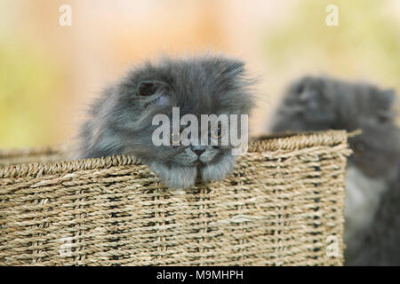 Persian Cat. Kitten in a basket. Germany. Stock Photo