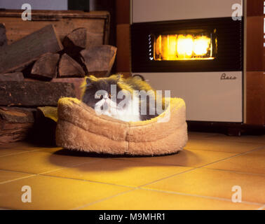 Persian cat in a basket in front of a fireplace. Germany Stock Photo