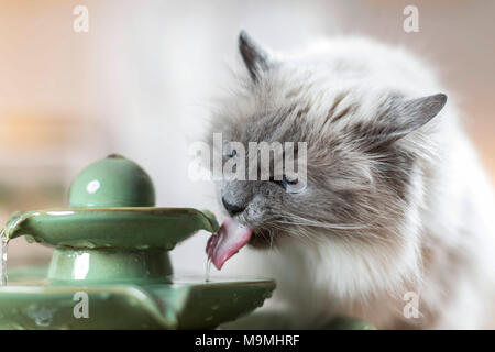 Sacred Birman. Adult cat drinking from an indoor fountain. Germany Stock Photo
