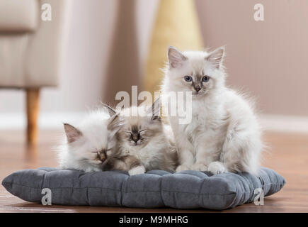 Sacred cat of Burma. Three kittens on a cushion, two of them sleeping. Germany