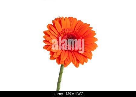 An orange Gerbera hybrida daisy on a white background. Stock Photo