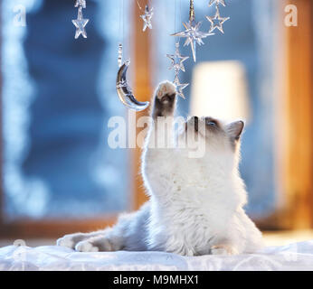 Christmas: Sacred cat of Burma playing with moon and stars made of glass in a festive decorated window. Germany