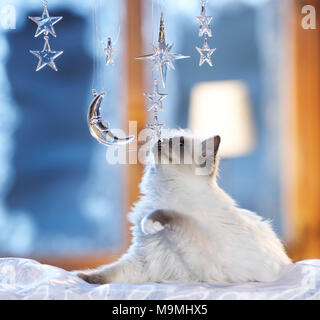 Christmas: Sacred cat of Burma playing with moon and stars made of glass in a festive decorated window. Germany