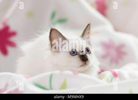 Sacred cat of Burma. Kitten lying on a white blanket with flower print. Germany Stock Photo