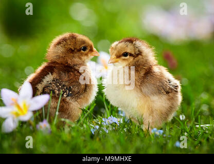 Welsummer Chicken. Pair of chickens in flowering meadow in spring. Germany Stock Photo