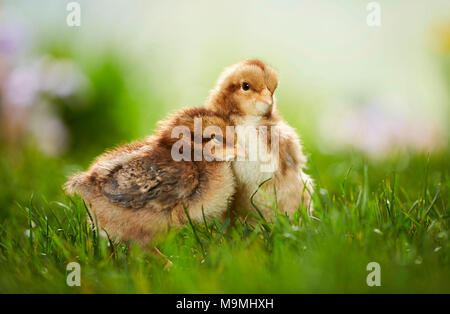 Welsummer Chicken. Pair of chickens in meadow in spring. Germany Stock Photo
