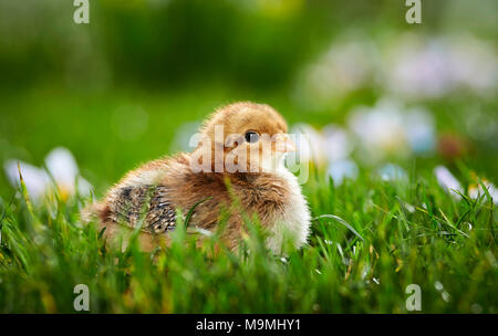 Welsummer Chicken. Chicken in flowering meadow in spring. Germany Stock Photo