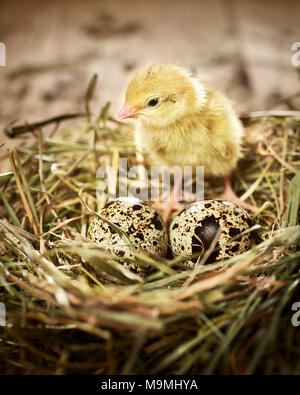 Common Quail (Coturnix coturnix). Chick in nest with eggs. Germany Stock Photo
