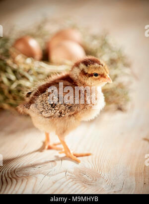 Welsummer Chicken. Chicken standing on wood, in front of nest with eggs. Germany Stock Photo