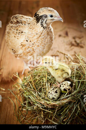 Common Quail (Coturnix coturnix). Adult and chick in nest with eggs. Germany Stock Photo