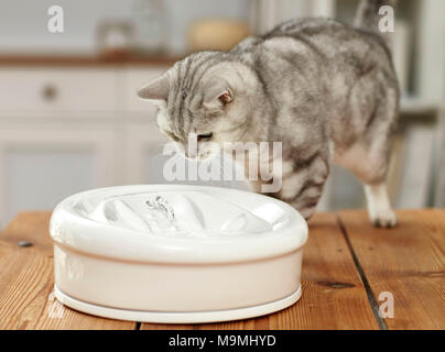 Domestic cat. Adult cat looking at indoor fountain. Germany Stock Photo