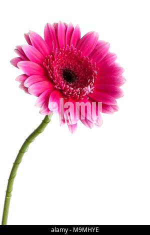 An pink Gerbera hybrida daisy on a white background. Stock Photo