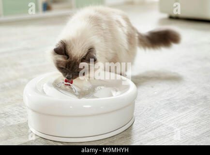 Sacred Birman. Adult cat drinking from an indoor fountain. Germany Stock Photo