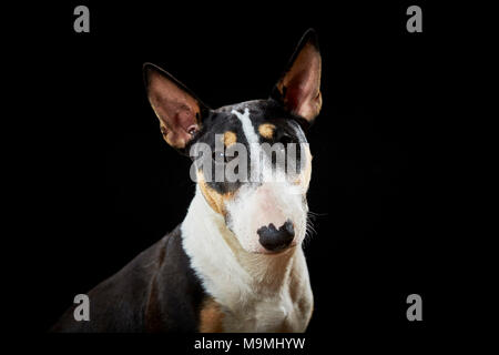 Miniature Bull Terrier. Portrait of adult, seen against a black background. Germany Stock Photo