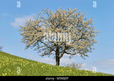 Cherry Tree (Prunus cerasus) in full blossom. Germany. Stock Photo