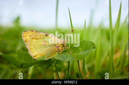 Pale Clouded Yellow (Colias hyale) on clover. Germany . Stock Photo